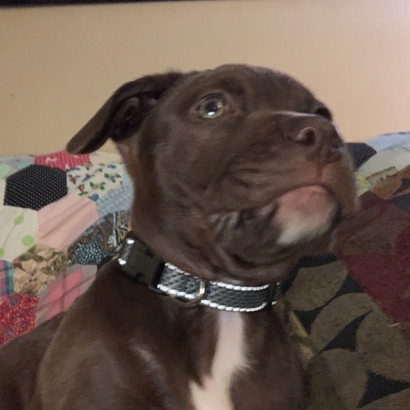 Meet your Posher, Jettaleek - Picture 4 of 4